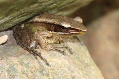 IMG_0181-600x600-1