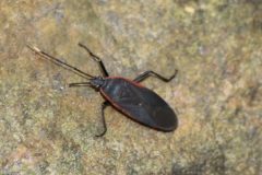 IMG_0330-600x600-1