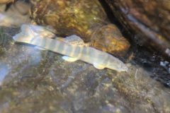 IMG_0163-600x600-1
