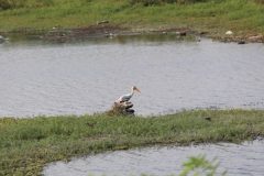 IMG_2723-600x600-1